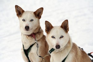 Lapland, Finland, Alaskan Husky